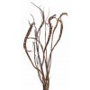 FANTAIL WILLOW 32"- No Sleeves-OUT OF STOCK FANTAIL WILLOW 32"- No Sleeves-OUT OF STOCK